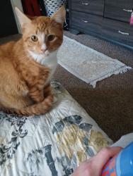 Lost Male Cat last seen Franklin street and washington street bridges near south street, Pottstown, PA 19464