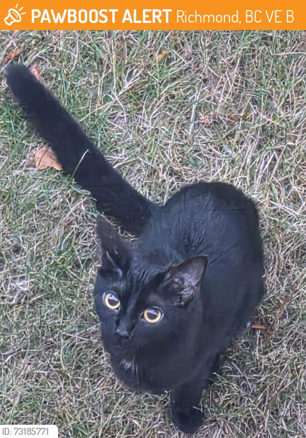 Found/Stray Unknown Cat last seen Near 7th Ave Richmond BC, Richmond, BC V7E 3B7