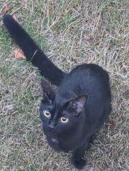 Found/Stray Unknown Cat last seen Near 7th Ave Richmond BC, Richmond, BC V7E 3B7