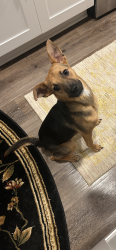 Found/Stray Male Dog last seen Pointe Grand apmts, Macon, GA 31210