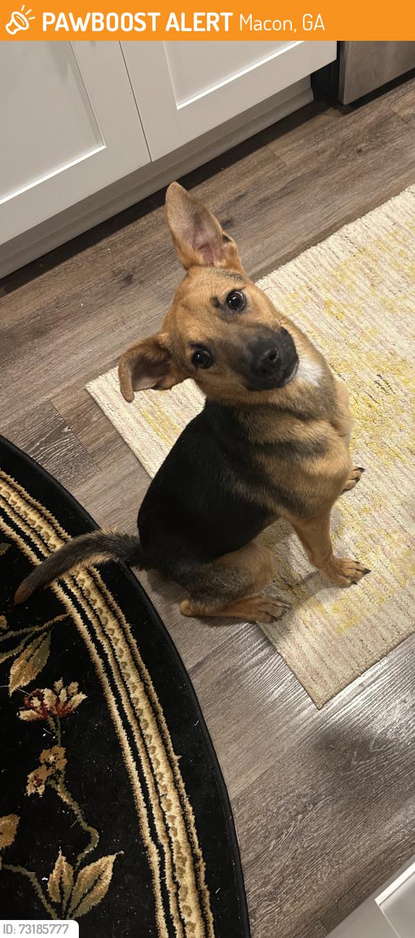 Found/Stray Male Dog last seen Pointe Grand apmts, Macon, GA 31210