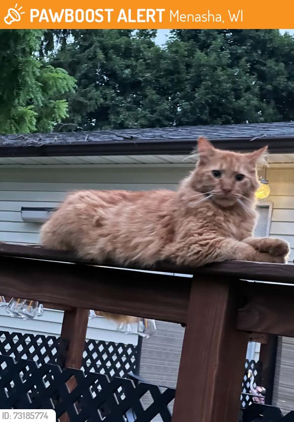 Found/Stray Unknown Cat last seen First St, Menasha, Menasha, WI 54956