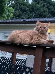 Found/Stray Unknown Cat last seen First St, Menasha, Menasha, WI 54956