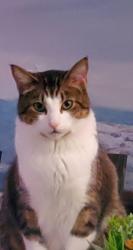 Reunited Male Cat last seen Downtown Cloverdale, Surrey, BC V3S 4J6