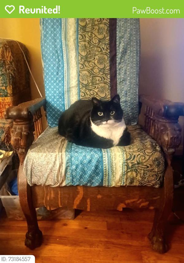 Reunited Female Cat last seen Galenst and Kingsgate, Lake Oswego, OR 97035