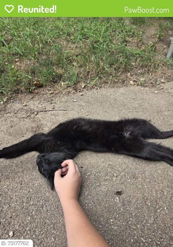 Reunited Female Cat last seen Villa st & George st by the liquor store, Elgin, IL 60120
