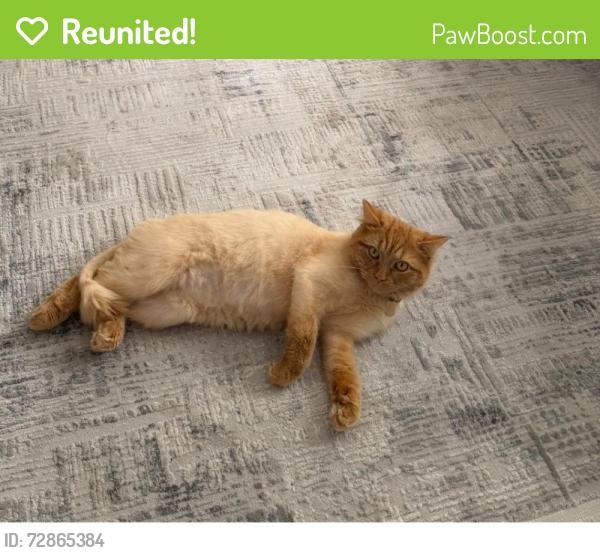 Reunited Male Cat last seen Brinkley Road, Greater London, England KT4