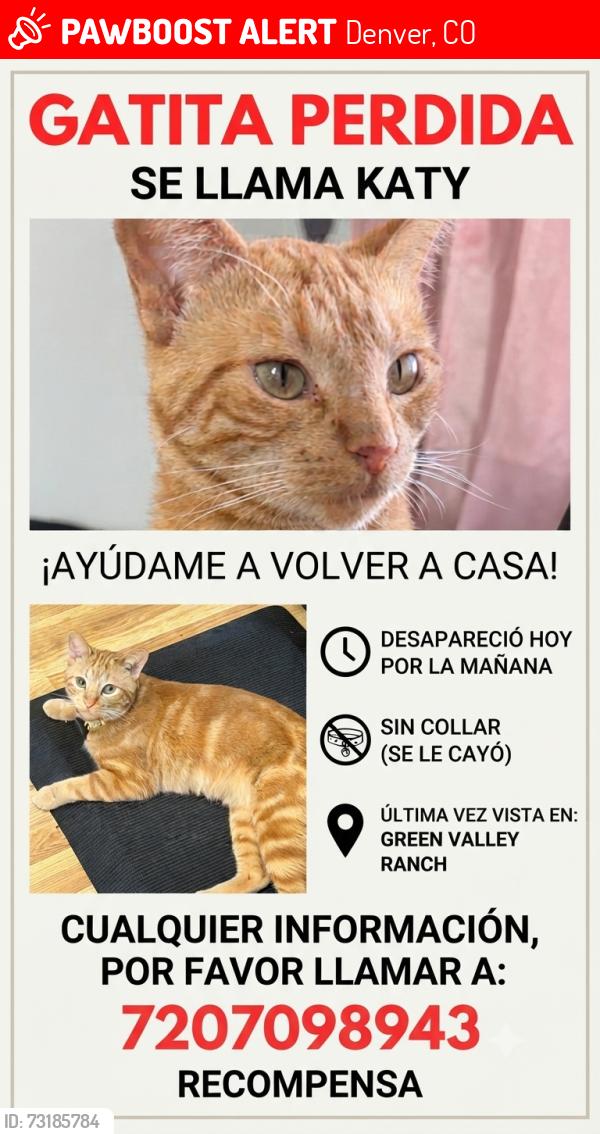 Lost Female Cat last seen Green valley ranch, Denver, CO 80249
