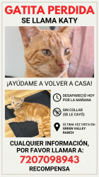 Lost Female Cat last seen Green valley ranch, Denver, CO 80249