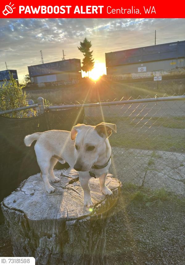 Lost Male Dog last seen Near Delaware Avenue 98531, Centralia, WA 98531