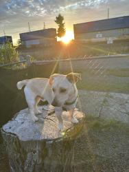 Lost Male Dog last seen Near Delaware Avenue 98531, Centralia, WA 98531
