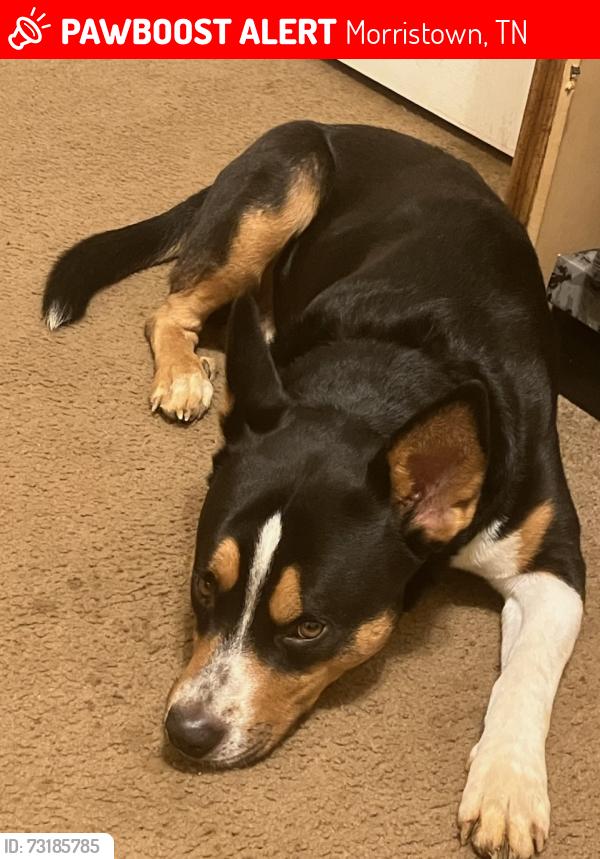 Lost Male Dog last seen Row junction church, Morristown, TN 37813