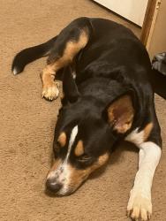 Lost Male Dog last seen Row junction church, Morristown, TN 37813