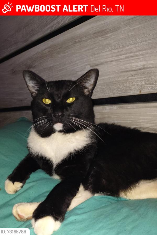 Lost Male Cat last seen Mannings Chaple, Del Rio, TN 37727