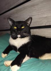 Lost Male Cat last seen Mannings Chaple, Del Rio, TN 37727