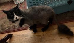 Reunited Female Cat last seen 33rd and Evergreen Avenue, Millcreek, UT 84106