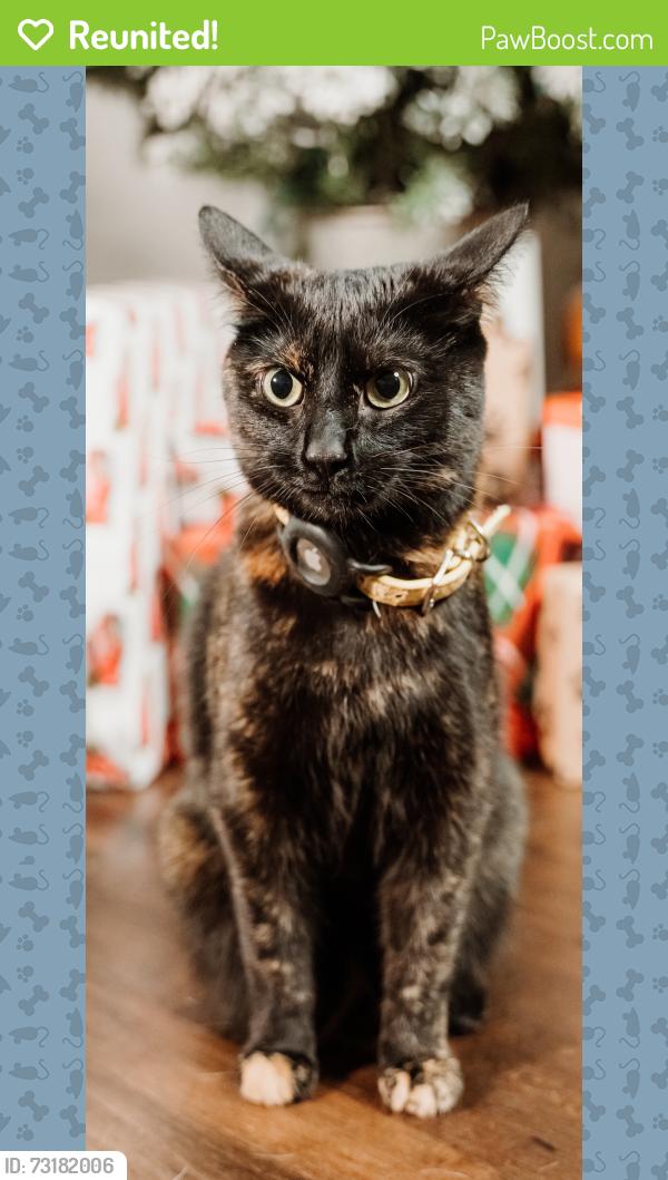 Reunited Female Cat last seen Leavitt and Farragut, Chicago, IL 60625
