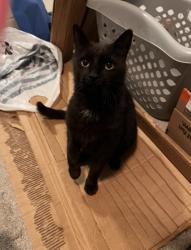 Lost Male Cat last seen In front of first colonial high school, Virginia Beach, VA 23454