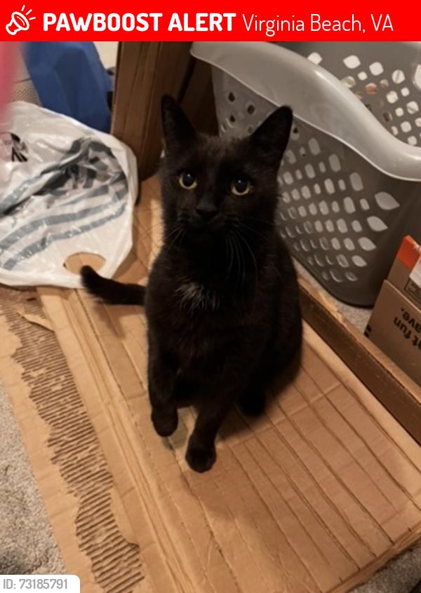 Lost Male Cat last seen In front of first colonial high school, Virginia Beach, VA 23454