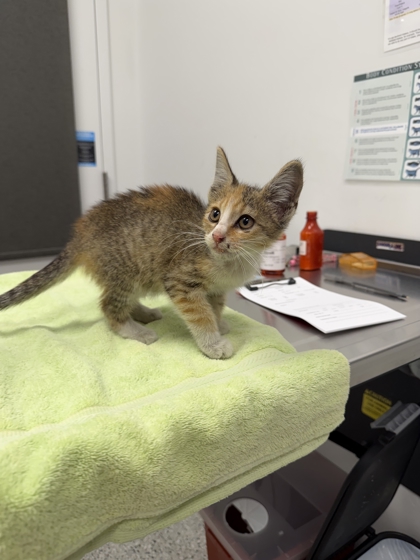Shelter Stray Female Cat last seen Near E 27th StKansas City, MO 64127, 64127, MO, 7077 Elmwood Ave, Kansas City, MO 64132, USA