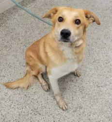 Shelter Stray Female Dog last seen Near Block of N. Euclid 64118, 64118, MO, 7077 Elmwood Ave, Kansas City, MO 64132, USA