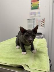 Shelter Stray Male Cat last seen NW 67th Ter, 64118, 64118, MO, 7077 Elmwood Ave, Kansas City, MO 64132, USA