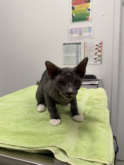 Shelter Stray Male Cat last seen NW 67th Ter, 64118, 64118, MO, 7077 Elmwood Ave, Kansas City, MO 64132, USA
