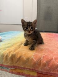 Shelter Stray Male Cat last seen Blueridge Cutoff and Leeds, 64133, MO, 7077 Elmwood Ave, Kansas City, MO 64132, USA