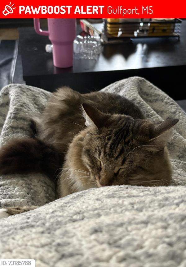 Lost Female Cat last seen Canal and Roberson, Gulfport, MS 39501