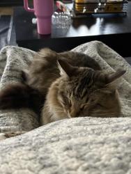 Lost Female Cat last seen Canal and Roberson, Gulfport, MS 39501
