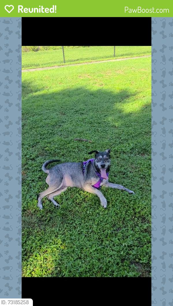 Reunited Female Dog last seen Harbortown apmts near Metrowest Golf Course, Orlando, FL 32835