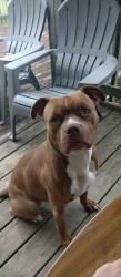 Reunited Male Dog last seen Dubnicka dr, Sussex, WI 53089