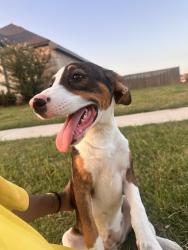 Reunited Female Dog last seen Trailhouse Ln and Painted Trail, Forney, TX 75126