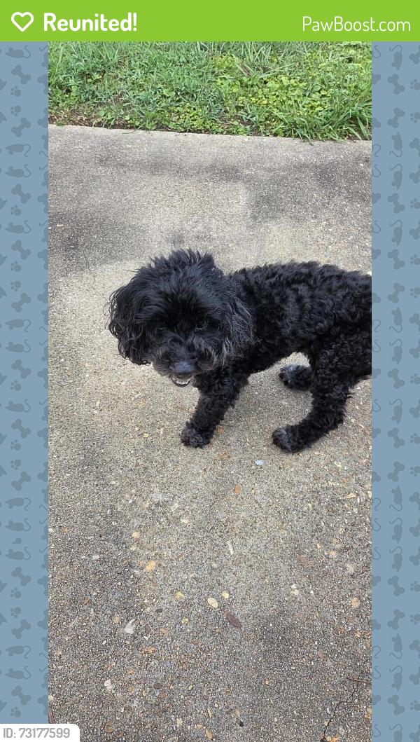 Reunited Male Dog last seen Brighton ests, Montgomery, AL 36104