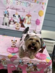 Lost Female Dog last seen Cresline st, Houston, TX 77093