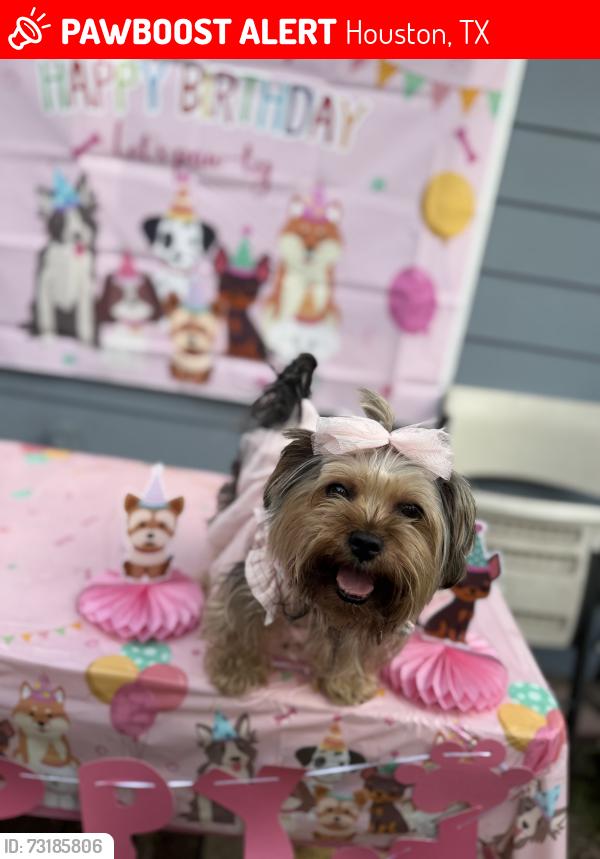 Lost Female Dog last seen Cresline st, Houston, TX 77093