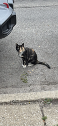 Found/Stray Unknown Cat last seen Near Hermosa Walmart, W Wellington Ave and N Kilpatrick Ave, Chicago, IL 60641