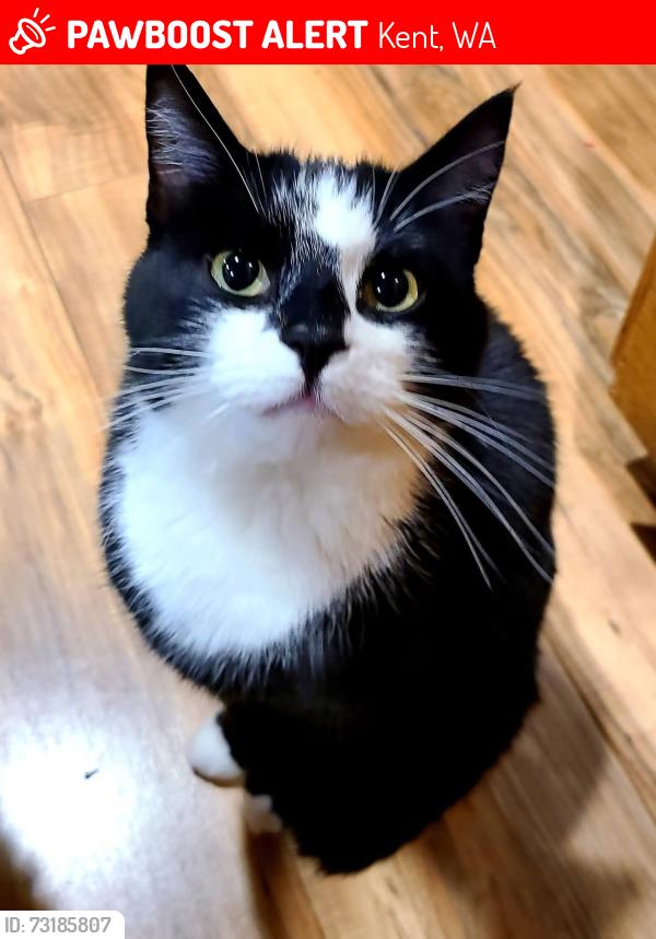 Lost Male Cat last seen 268th, Kent, WA 98035