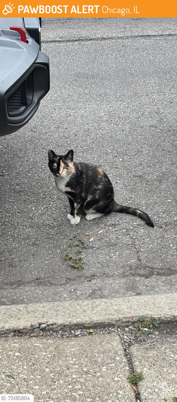 Found/Stray Unknown Cat last seen Near Hermosa Walmart, W Wellington Ave and N Kilpatrick Ave, Chicago, IL 60641