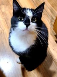 Lost Male Cat last seen 268th, Kent, WA 98035