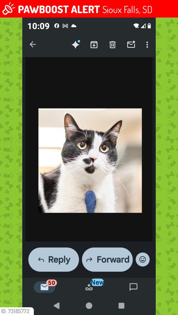 Lost Female Cat last seen 7th and Trapp, Sioux Falls, SD 57104