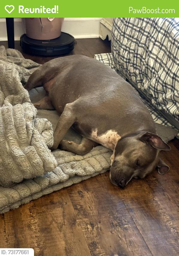 Reunited Female Dog last seen Elko Rd, Elko, GA 31025