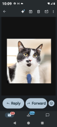 Lost Female Cat last seen 7th and Trapp, Sioux Falls, SD 57104