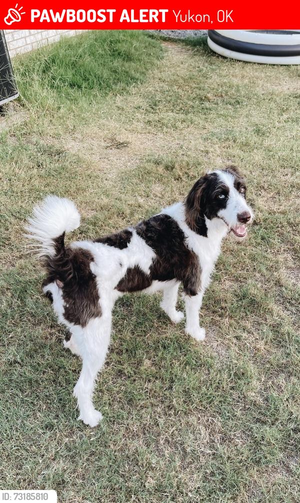 Lost Female Dog last seen Between Sarah and Mustang rd. On Memorial, Yukon, OK 73099
