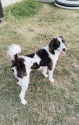 Lost Female Dog last seen Between Sarah and Mustang rd. On Memorial, Yukon, OK 73099