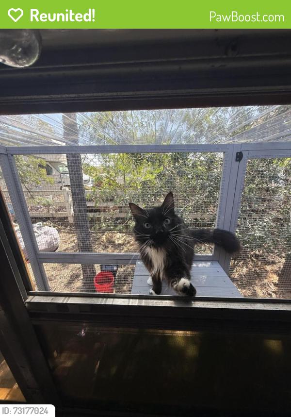 Reunited Male Cat last seen Sage grouse lane, Moreno Valley, CA 92555