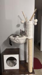 Reunited Male Cat last seen Unit 11 960 bitterbush cresent, London, ON N6H 0G1
