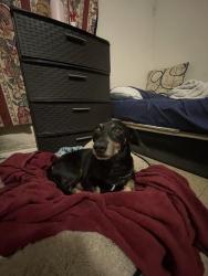 Lost Male Dog last seen Jack in the box, San Antonio, TX 78225