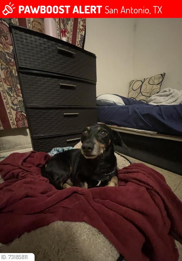 Lost Male Dog last seen Jack in the box, San Antonio, TX 78225