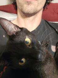 Reunited Female Cat last seen Sandswitch rd, brookmont ln, hillbrook ln, Chattanooga, TN 37343
